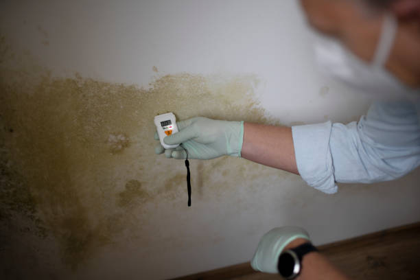 Forensic Mold Investigation in Greenwood, IN